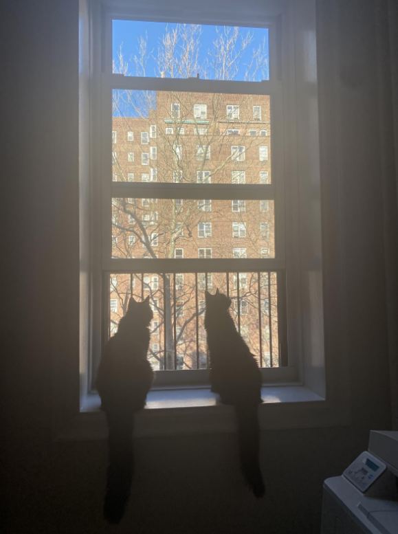 Enderby's cats, Moon and Galaxy, are enthusiastic bird watchers. Photo courtesy Emma Enderby.
