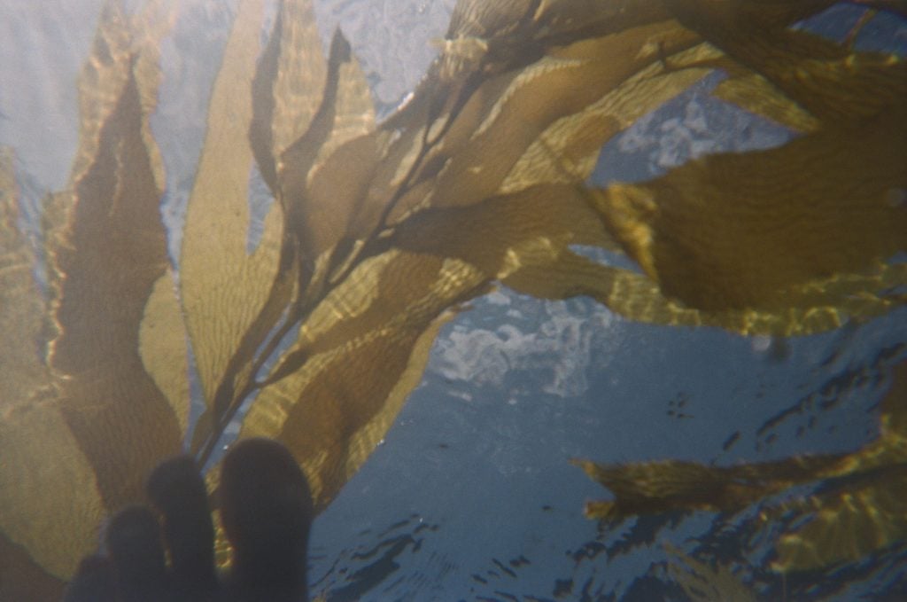 Swimming in the Pacific kelp forests. ©Sam Falls Courtesy the artist and Galerie Eva Presenhuber, Zurich / New York.