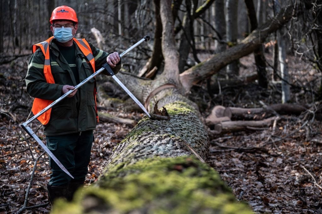 A lumberman works on the felling of oak trees selected to be use in the reconstruction of Notre-Dame de Paris Cathedral the Villefermoy forest, near Echouboulains, South-East of Paris, on March 15, 2021. Photo by Martin Bureau/AFP via Getty Images.