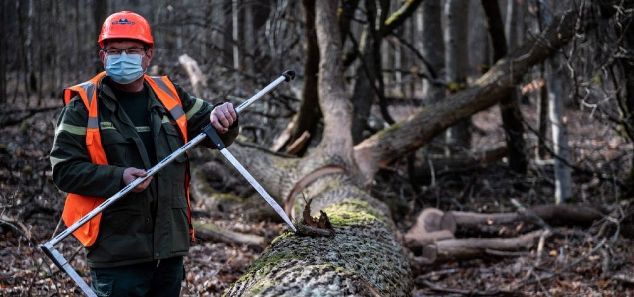 A lumberman works on the felling of oak trees selected to be use in the reconstruction of Notre-Dame de Paris Cathedral the Villefermoy forest, near Echouboulains, South-East of Paris, on March 15, 2021. Photo by Martin Bureau/AFP via Getty Images.