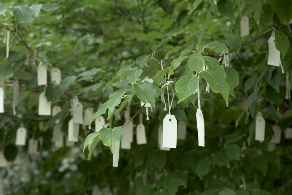 Yoko Ono, <em>Wish Tree for Washington, DC</em> (2007), installed at the Hirshhorn Museum and Sculpture Garden, Smithsonian Institution, Washington, D.C. Photo by Andy DelGiudice.