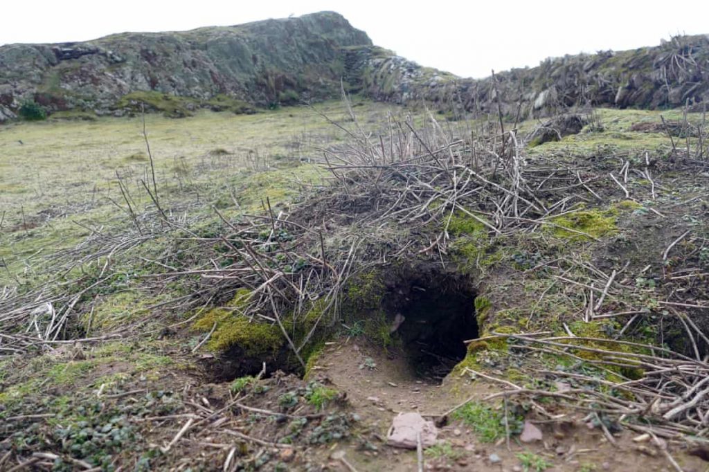 The rabbit hole where Skolkholm wardens discovered ancient artifacts. Photo by Richard Brown and Giselle Eagle, courtesy of the Wildlife Trust of South and West Wales.