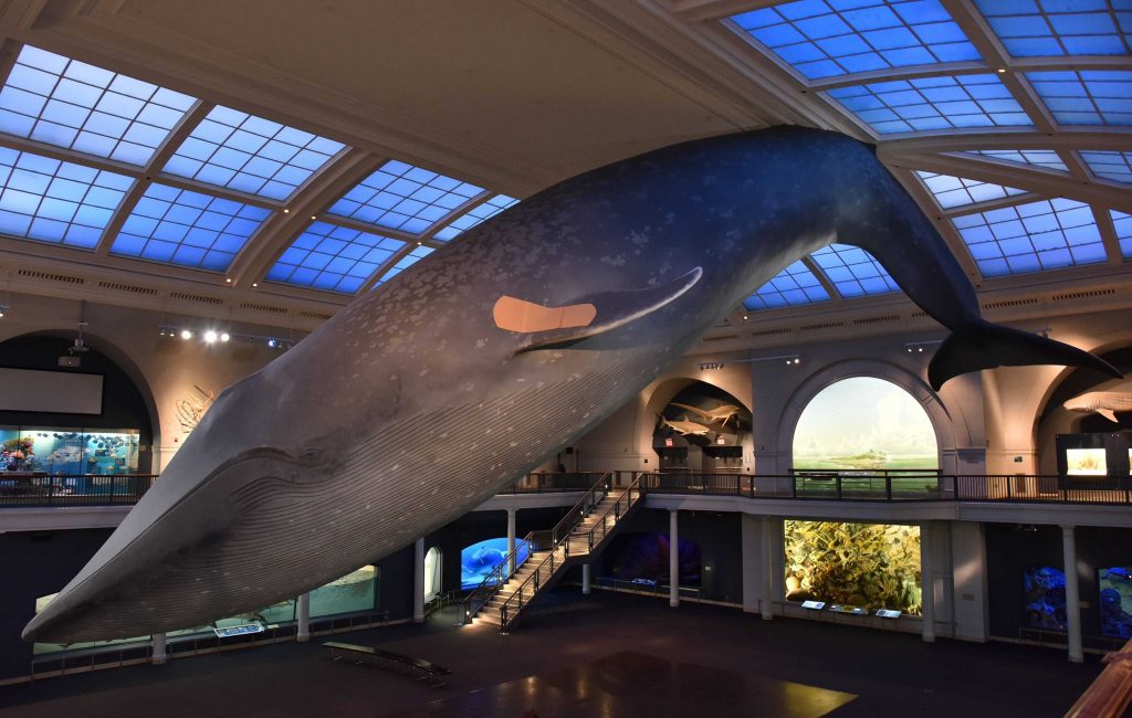 The Blue Whale model in the Hall of Ocean Life at New York's American Museum of Natural History now sports a bandaid as the site become a vaccination center. Photo by D. Finnin courtesy of the American Museum of Natural History.