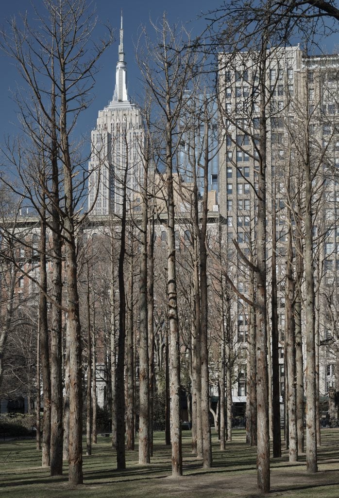 Maya Lin, <em>Ghost Forest</em> (2021). Photo by Andy Romer, courtesy of the artist and Madison Square Park Conservancy.