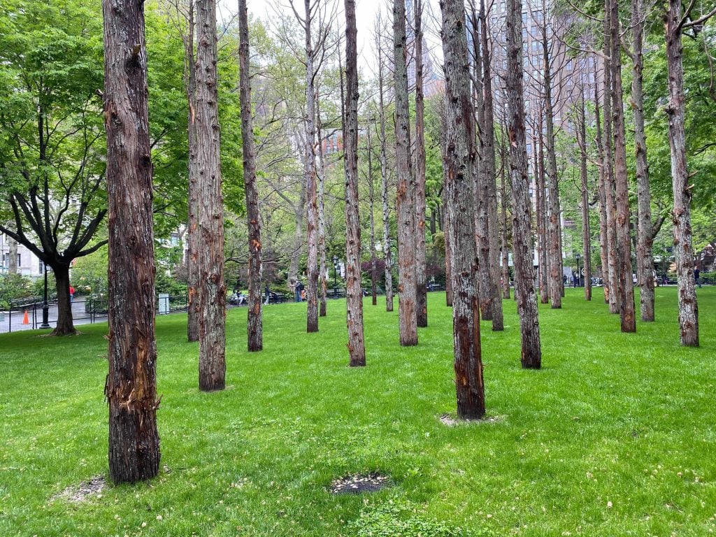 Maya Lin, <em>Ghost Forest</em> (2021) at Madison Square Park, New York. Photo by Sarah Cascone. 