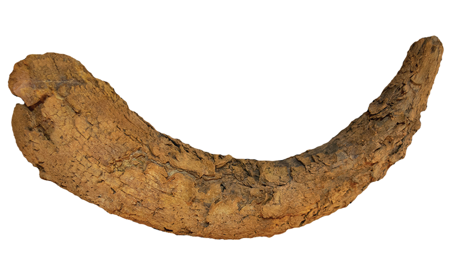 A cattle horn found at a <em>mustatil</em>, suggesting ritual sacrifice. Photo courtesy of the Royal Commission for AlUla.