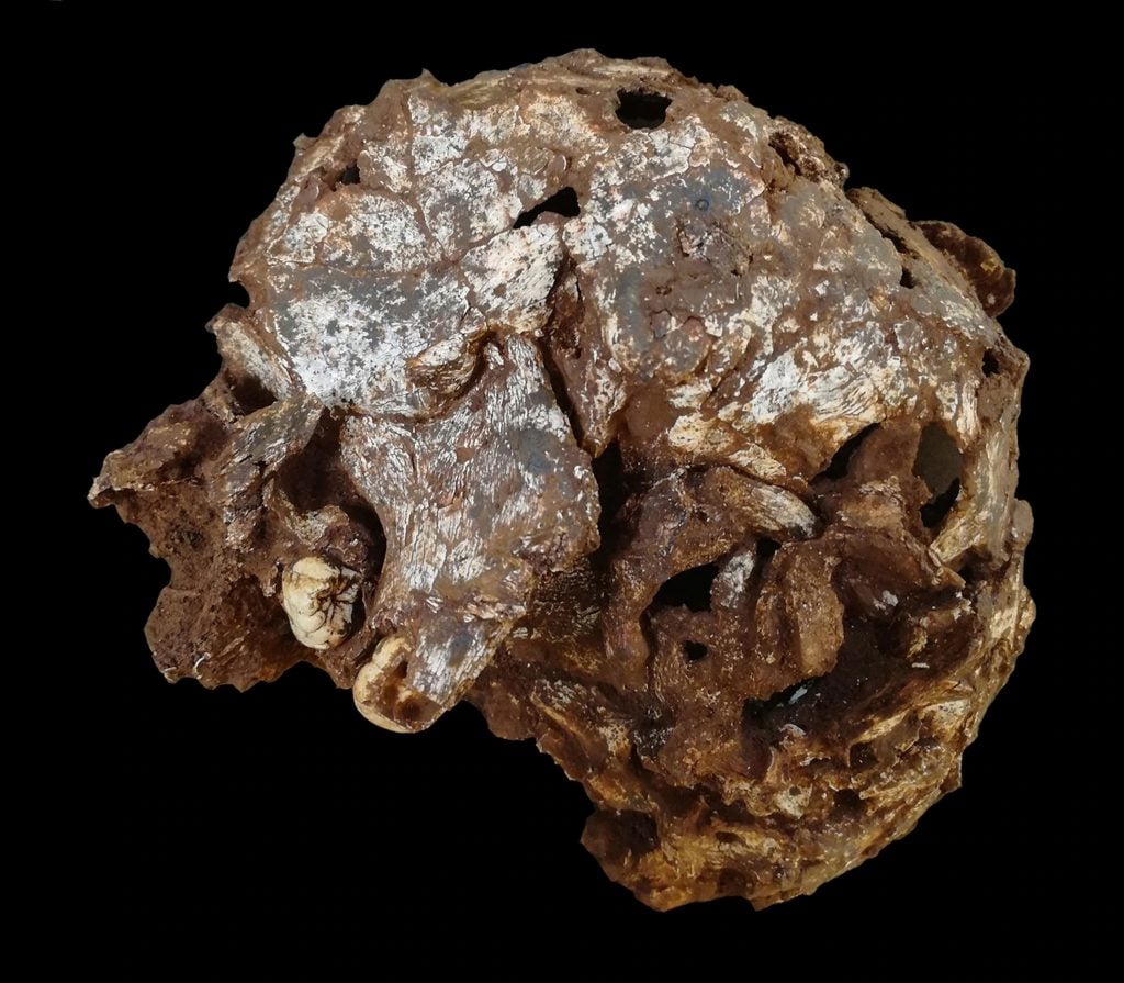 Moto, a three-year-old child, died 78,000 years ago and is Africa's oldest-known burial. Photo by María Martinón-Torres, courtesy of the National Research Center on Human Evolution, Burgos, Spain.