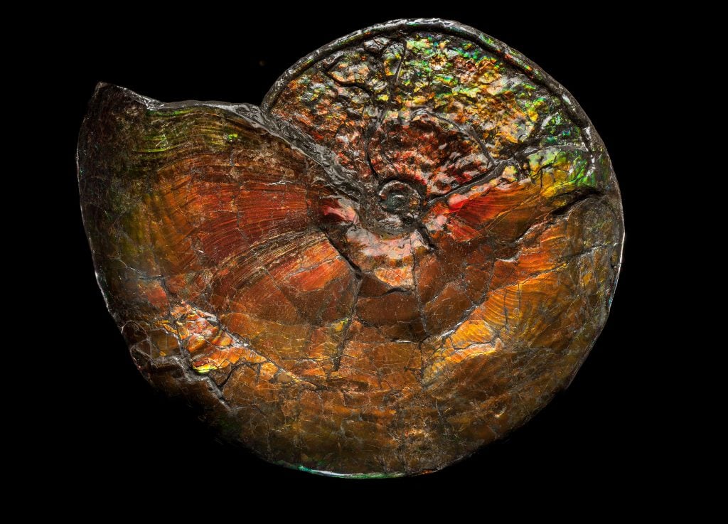 Large Iridescent Ammonite, From the Upper Cretaceous, Bearpaw formation, circa 75-72 million years ago. Courtesy David Aaron.