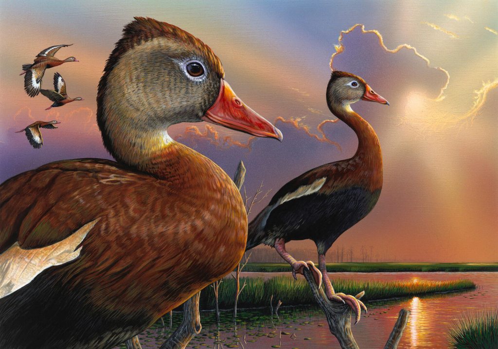 Eddie Leroy, Black-bellied Whistling-Ducks, winner of the 2019 Federal Duck Stamp competition. ©US Fish and Wildlife Service.