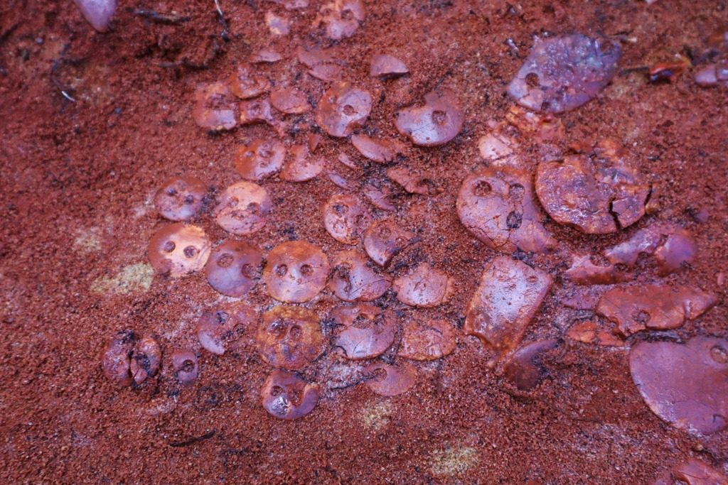 Amber buttons discovered at the burial site. Photo courtesy of Petrozavodsk State University.