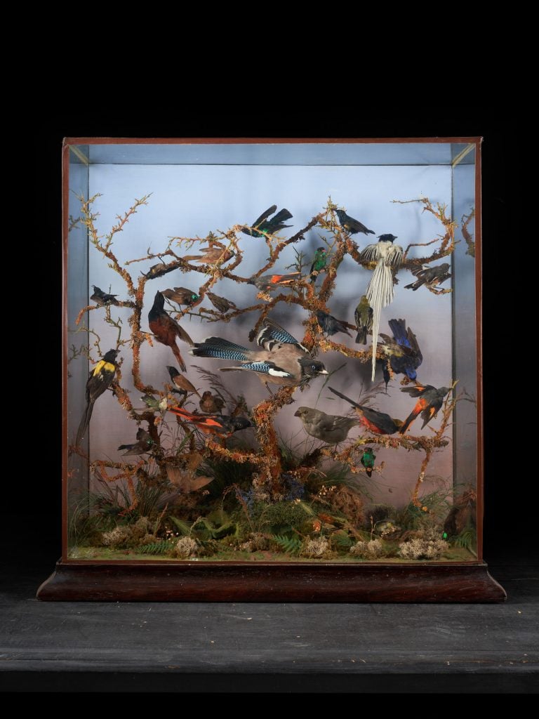 Attributed to Rowland Ward, “Paradise" (English ornithological showcase containing34 birds from India, Turkistan, Eastern China, and Southeast Asia). Courtesy of Spectandum.
