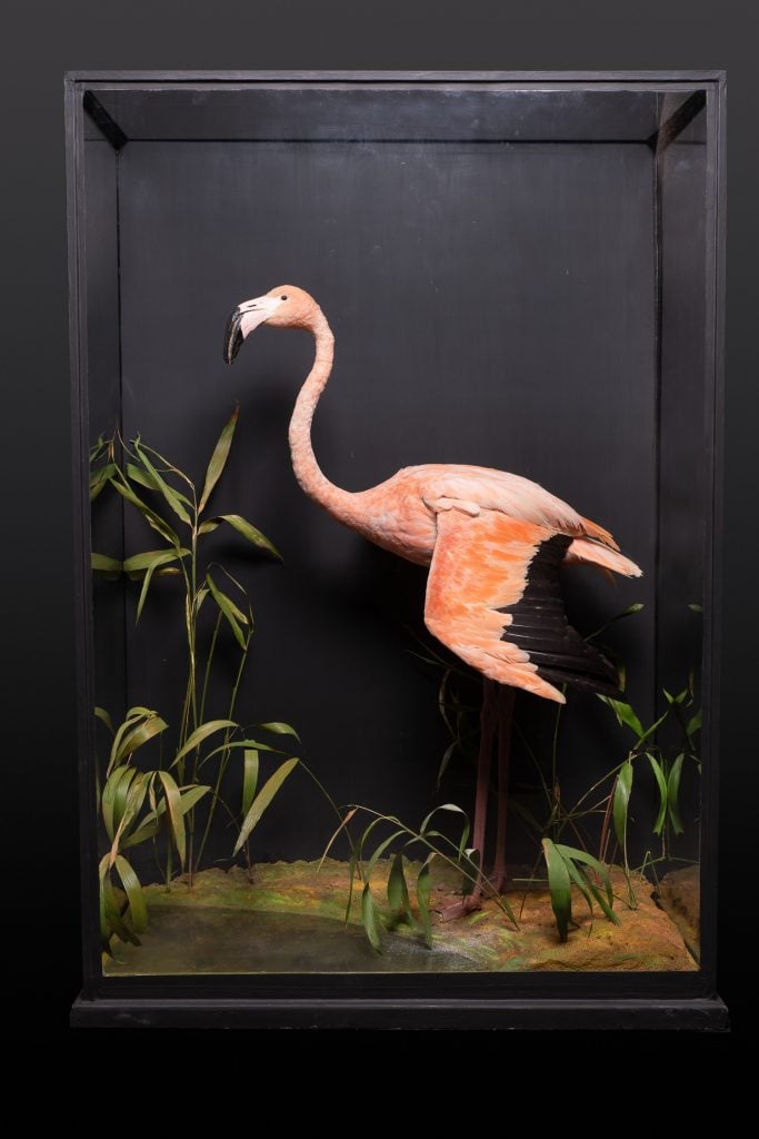 Attributed to Rowland Ward, Glazed case with flamingo in a naturalistic setting (ca. 1920). Courtesy of Spectandum.