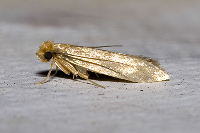 Adult Clothes Moth (Tineola bisselliella). ©Historyonics.