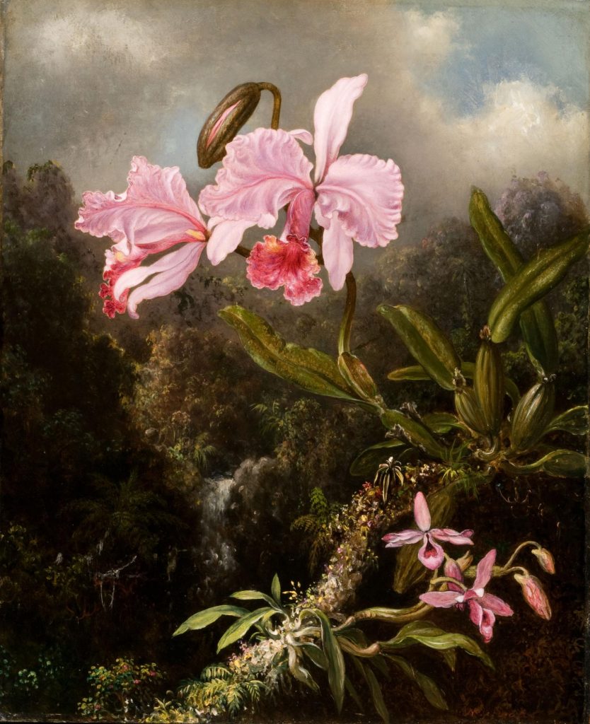 Martin Johnson Heade, <em>Tropical Orchids</em> (1870–74). Courtesy of Olana State Historic Site, New York State Office of Parks, Recreation and Historic Preservation.