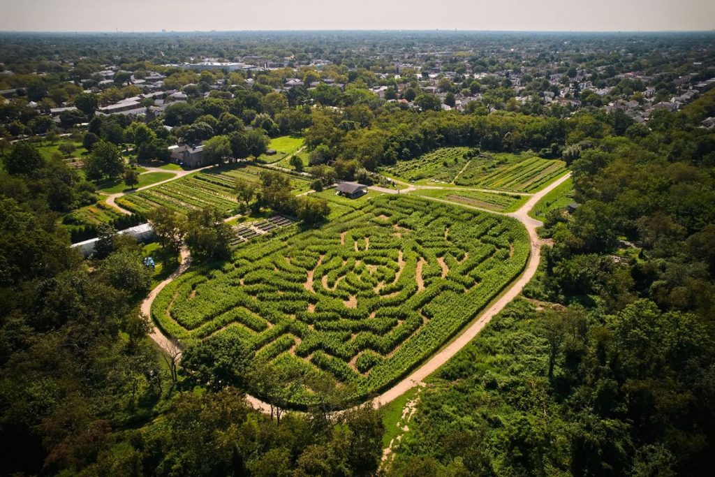 The Amazing Maize Maze based on Andy Warhol's <em>Cow</em> at the Queens County Farm. Photo by Matthew Borowick, courtesy of the Queens County Farm. 