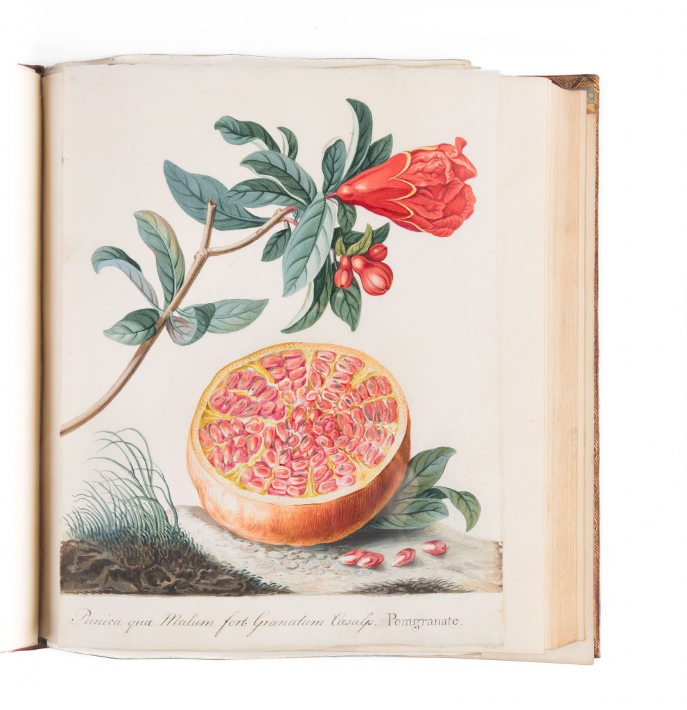 A page from the botanical albums by Countess Mary Macclesfield and her daughter Lady Elizabeth Parker (1756–1767). Courtesy of Maggs Bros Ltd.