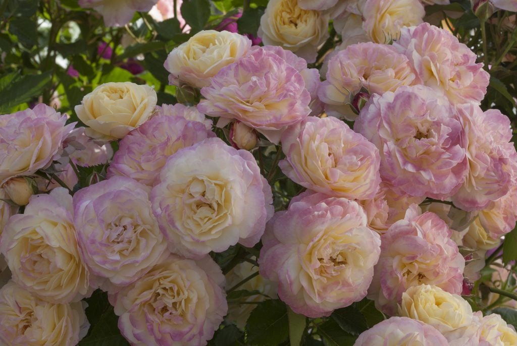 The Hundredth rose, a variety named to mark the Huntington Library's centennial anniversary. Courtesy of the Huntington Library, Art Museum, and Botanical Gardens.