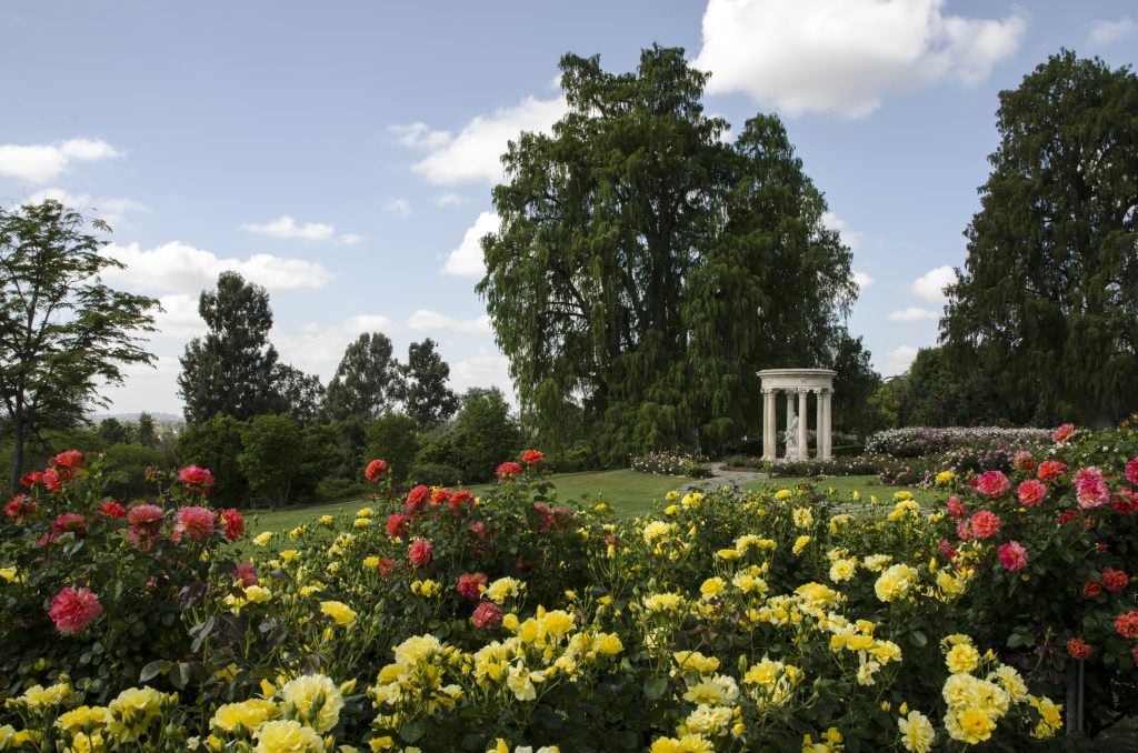 View of the Rose Garden. Courtesy of the Huntington Library, Art Museum, and Botanical Gardens.