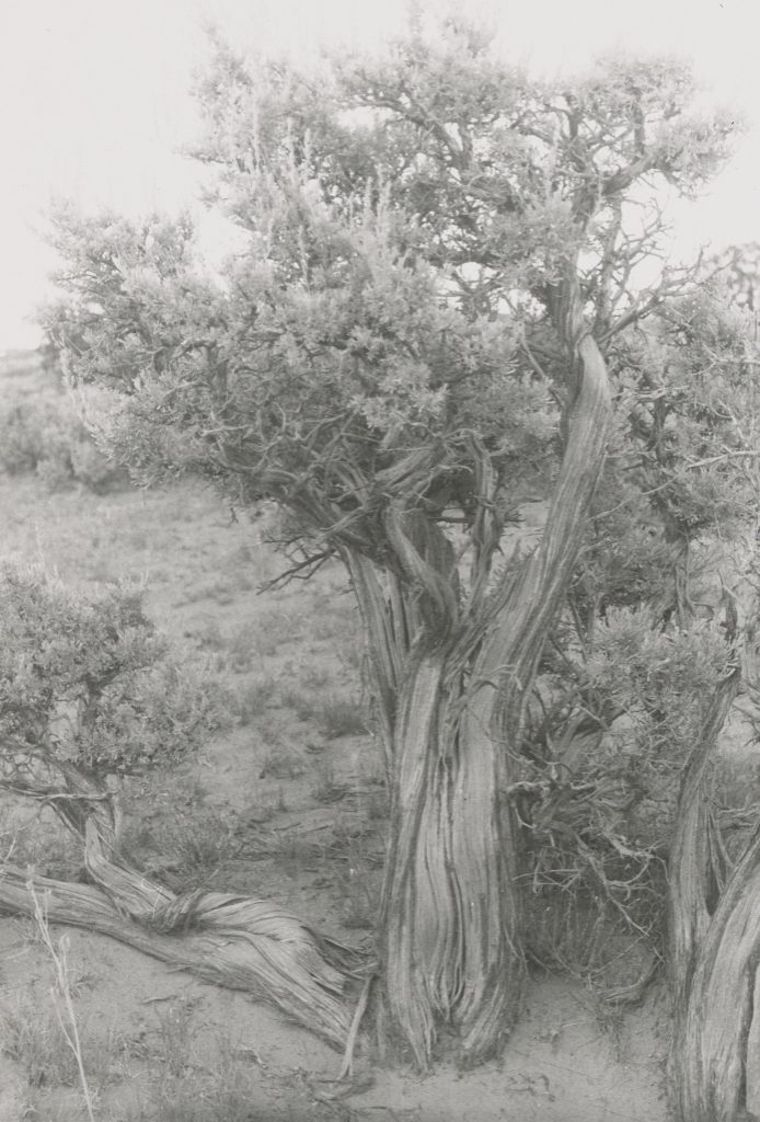 Georgia O'Keeffe, <i>Big Sage (Artemisia tridentata)</i> (1957). © Georgia O’Keeffe Museum.
