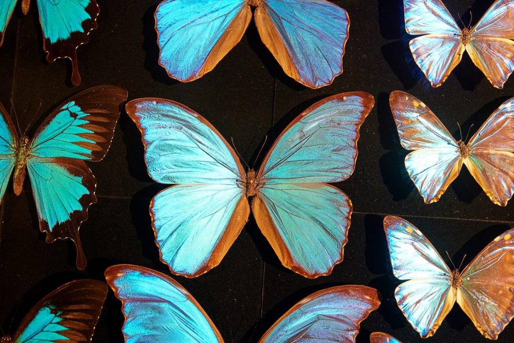 Iridescent butterflies in the exhibition 