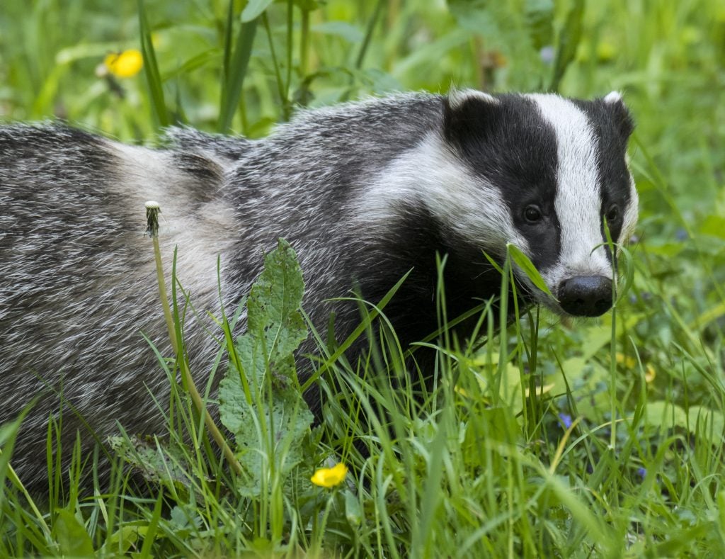 A European badger foraging in grassland with wildflowers at forest edge in spring. Photo by Philippe Clement/Arterra/Universal Images Group via Getty Images.