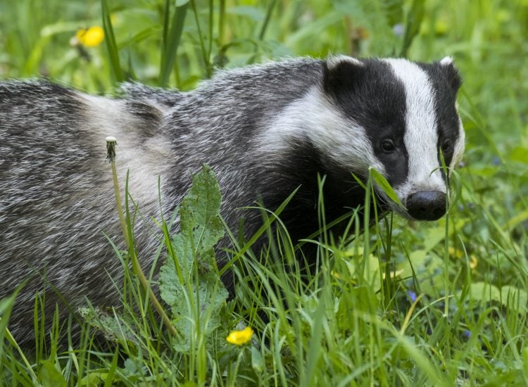 A Hungry Badger Dug Up a Stash of Ancient Roman Coins From a Cave in ...