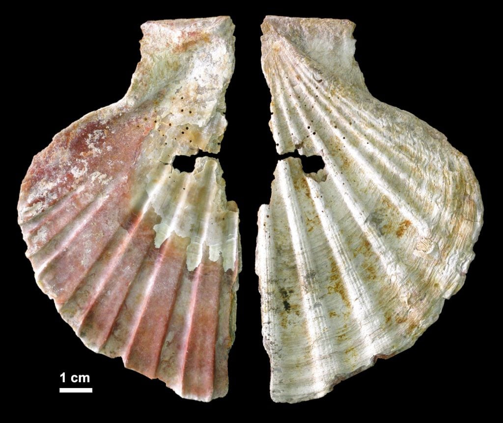 The pigments and holes on this 50,000-year-old pecten shell from Cueva Antón, Spain signify that it was worn. Courtesy of João Zilhão.