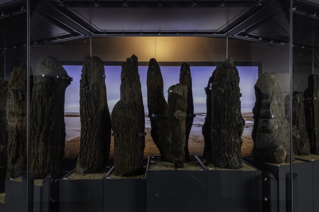 Seahenge timber posts on display in the Lynn Museum. On long term loan to Norfolk Museums Service from the Le Strange Estate. Photo courtesy of the British Museum. 