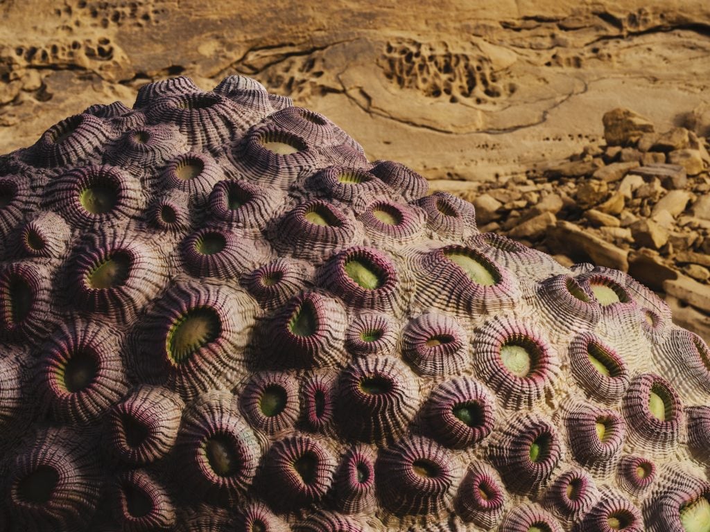 Shezad Dawood, Coral Alchemy I (Dipsastrea Speciosa) (2022). Photo: Lance Gerber.