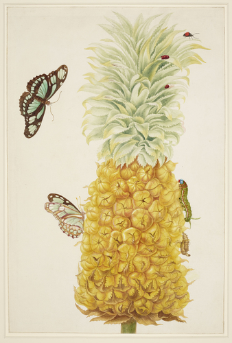 Maria Sibylla Merian, Ananas (Ananas comosus) avec le cycle de vie d'un papillon Dido Longwing (Philaethria dido).  Collection du Trust Royal.