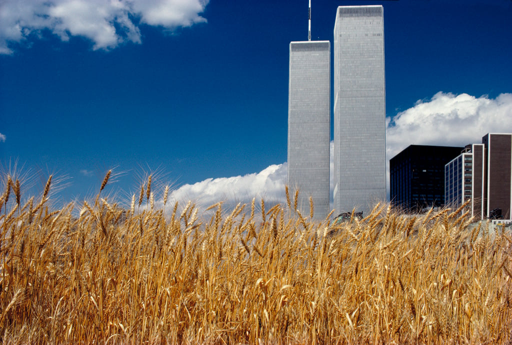 Agnes Denes, Wheatfield - A Confrontation: Battery Park Landfill, Downtown Manhattan - Blue Sky, World Trade Center (1982). Photo ⒸAgnes Denes, courtesy Leslie Tonkonow Artworks and Projects, New York.