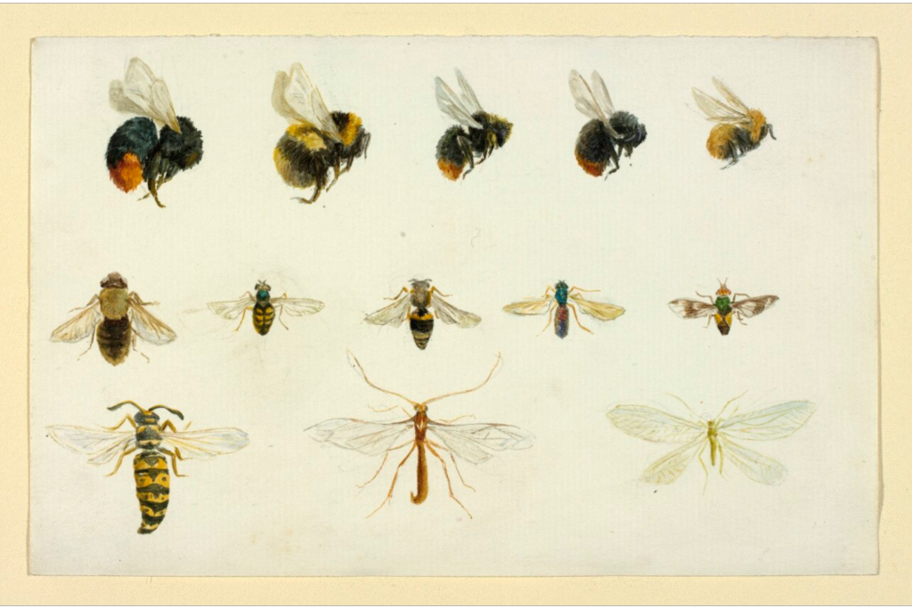 Beatrix Potter, Bičių ir kitų vabzdžių tyrimai (apie 1895 m.).  Nuotrauka © Viktorijos ir Alberto muziejus, Londonas, Frederick Warne and Co Ltd.