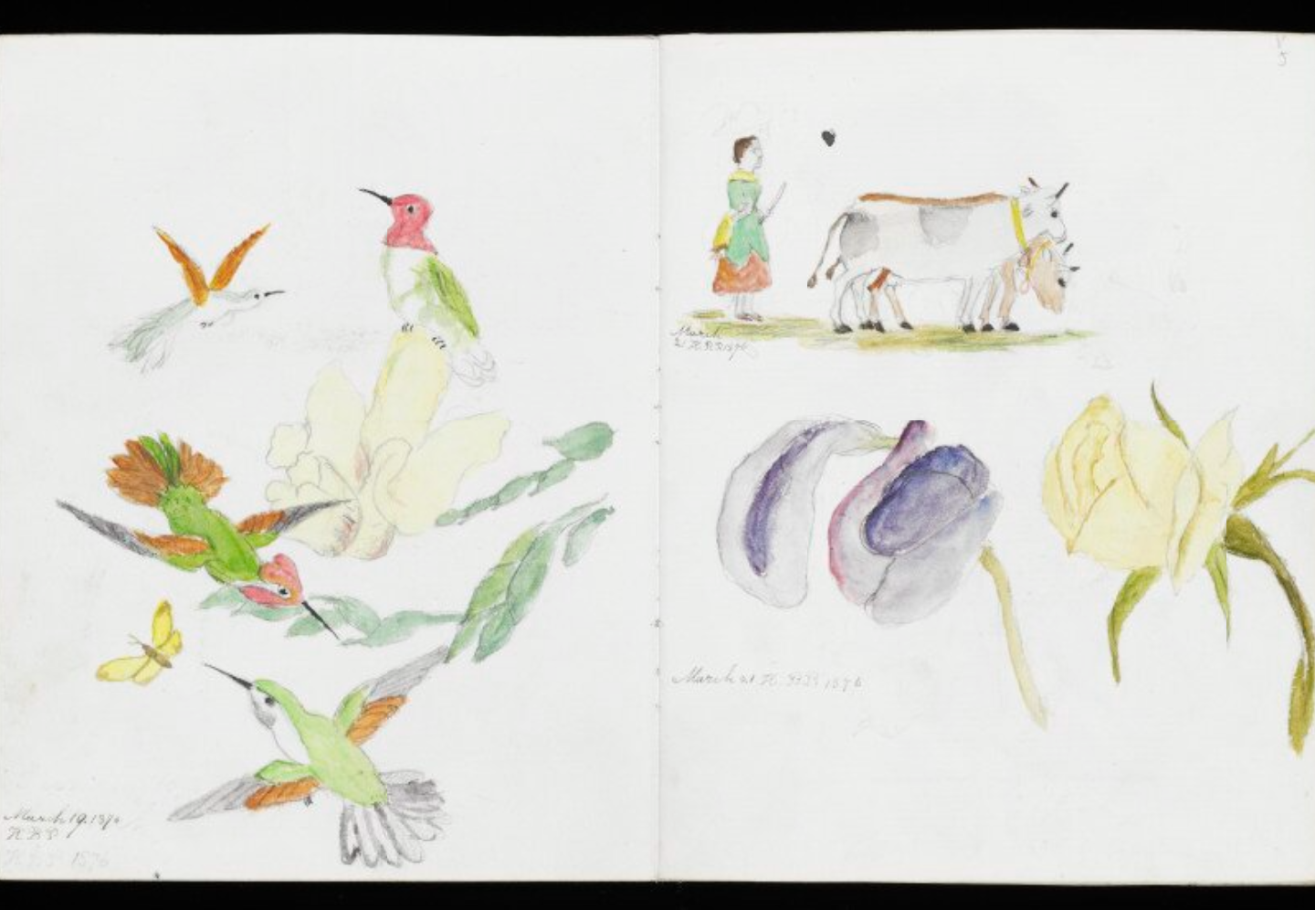 In Pictures See Beloved Author Beatrix Potter S Magical Drawings From   Download 1 