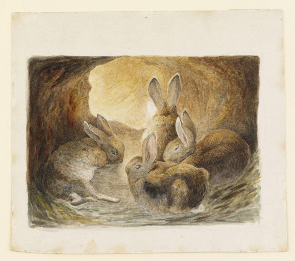Beatrix Potter, <em>Four rabbits in a burrow</em> (ca. 1895). Photo ©Victoria & Albert Museum, London, courtesy Frederick Warne and Co Ltd.
