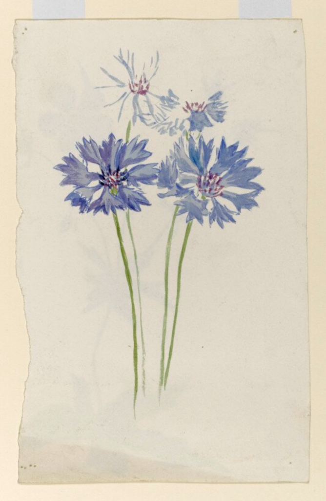 Beatrix Potter, Cornflowers (ca. 1880). Photo ©Victoria & Albert Museum, London, courtesy Frederick Warne and Co Ltd.