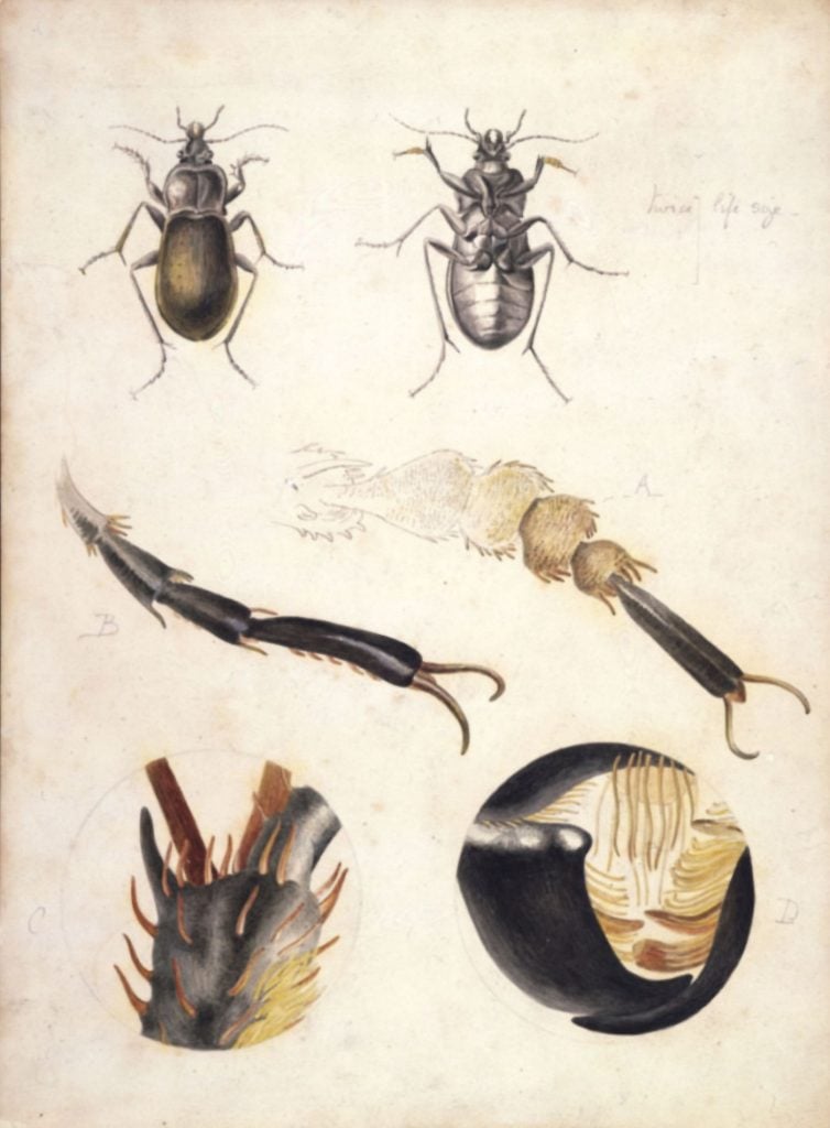 Beatrix Potter, scientific drawings of a ground beetle (ca. 1887). Photo ©Victoria & Albert Museum, London, courtesy of Frederick Warne and Co. Ltd.