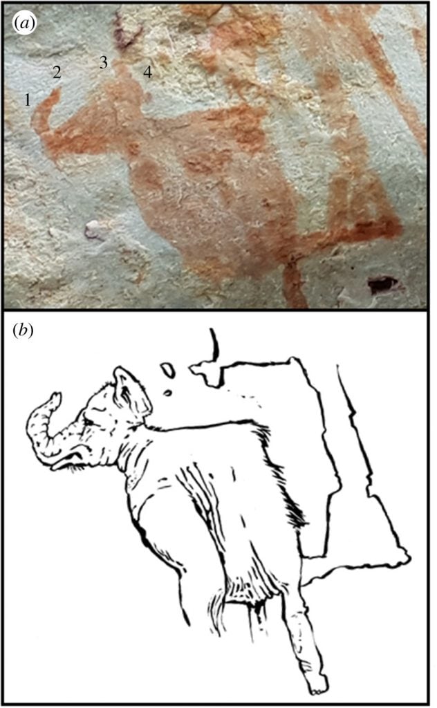 Part of an eight-mile rock art mural in Colombia's Serranía de la Lindosa, this image may depict an extinct relative of the elephant known as Gomphothere.  A drawing by Mike Keesey provides an artistic reconstruction of the following features: 1. proboscis;  2. fingers;  3. flared ears?  ;  4. moderately domed head.  Photo courtesy of José Iriarte.