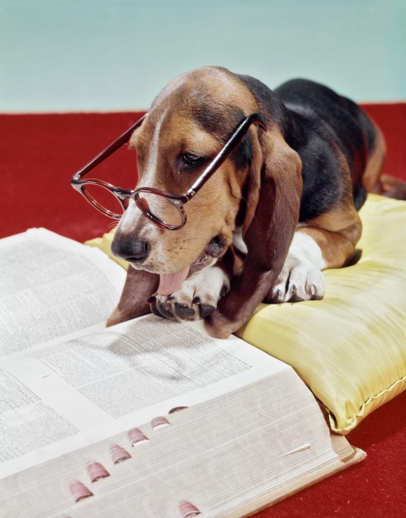 1960s 1970s BASSET HOUND WITH SAD EYES WEARING PAIR EYEGLASSES READING A BOOK DICTIONARY (Photo by H. Armstrong Roberts/ClassicStock/Getty Images)