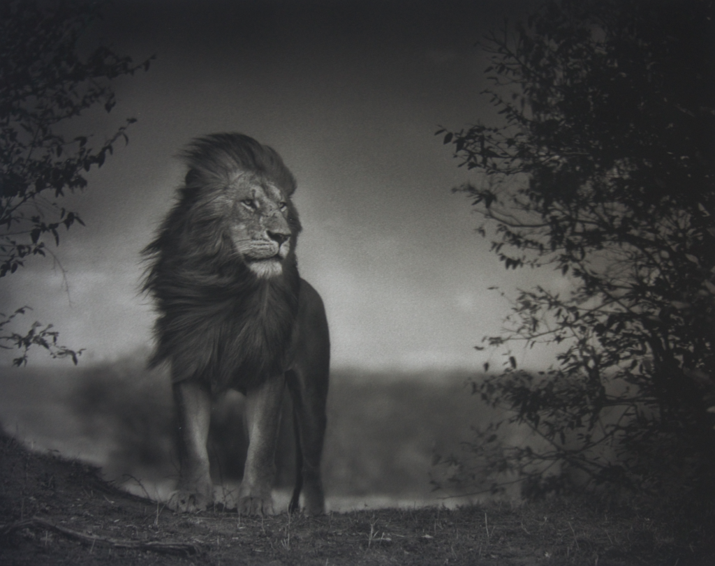 Nick Brandt, Lion Before Storm I, Maasai Mara (2006). Live now on Artnet Auctions. Est. $12,000—18,000.