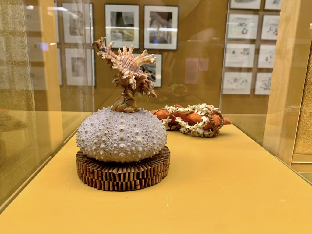 Eileen Agar, Sculpture consisting of a shell stuck on top of sea urchin mounted on a base made out of woven bark (n.d.). Photo by Ben Davis.