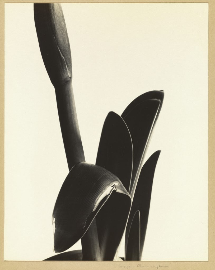 Imogen Cunningham, <i>Amaryllis</i> (1933). © Imogen Cunningham Trust.