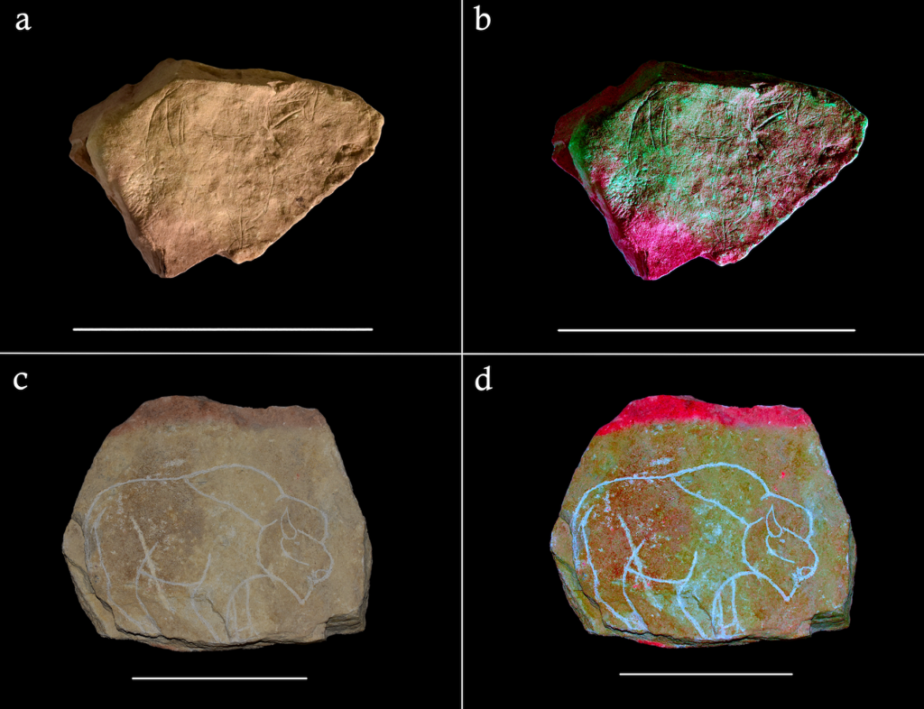 The pink discoloration was caused by heating replica plaquettes. Courtesy of Plos One.