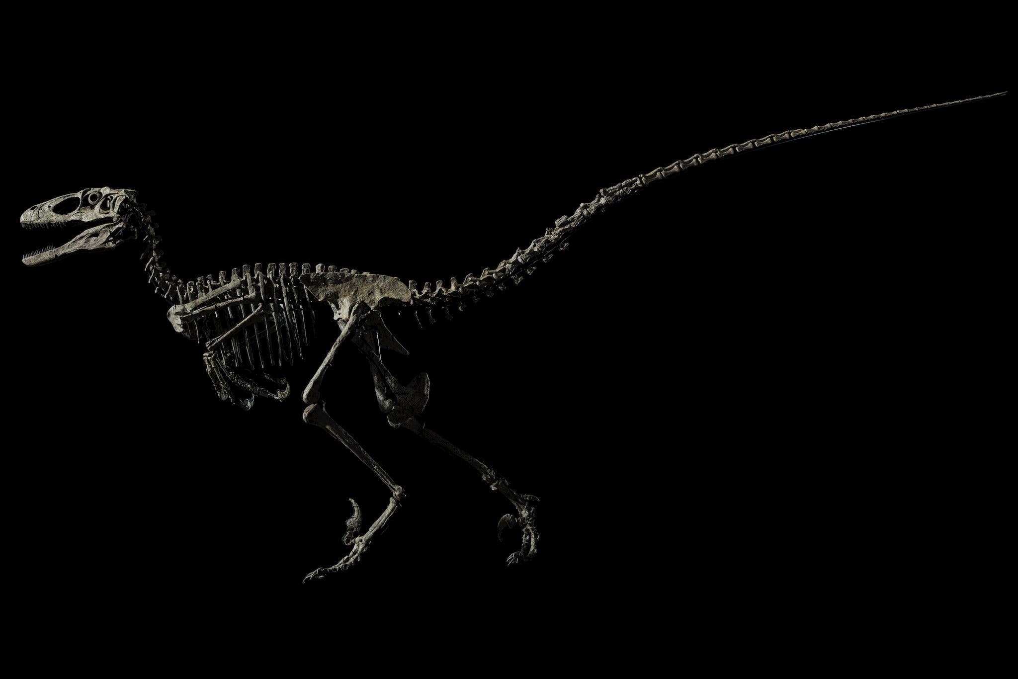Deinonychus VS Raptor