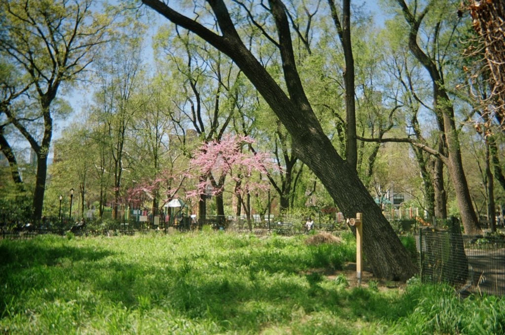 The park that I pass through everyday was in full bloom on the way to the NADA office. On my 8 minute walk from my Lower East Side apartment, I like to grab a coffee from Little Canal. 