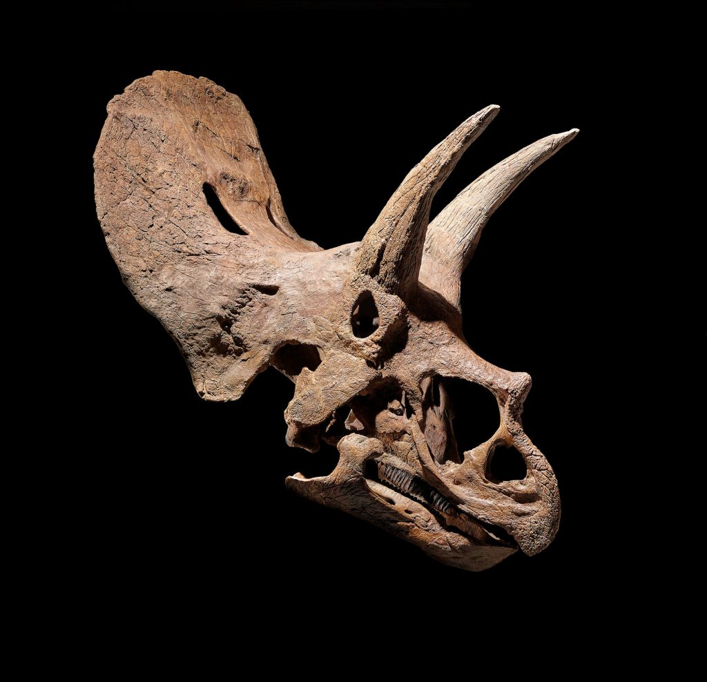Triceratops skull (68-66 million years old). Courtesy of David Aaron.