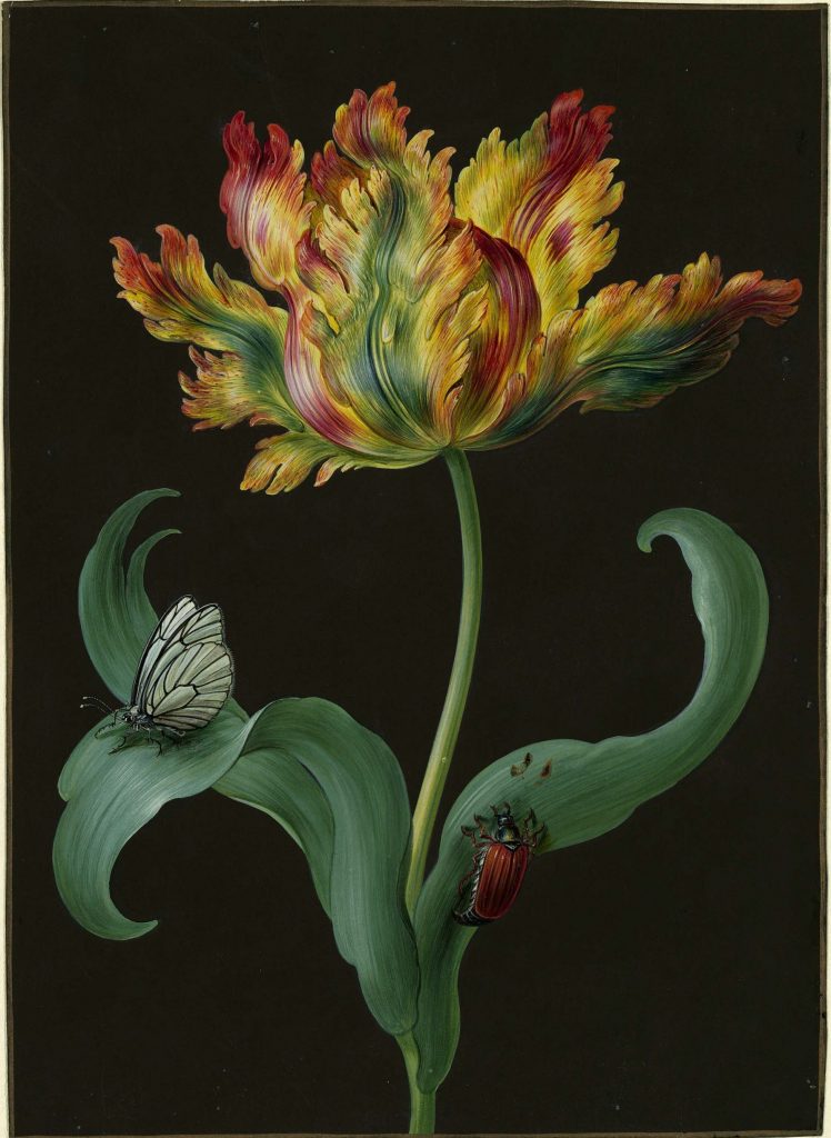 Barbara Regina Dietzsch, Tulip with Junebug, (before 1783), Copyright: Hamburger Kunsthalle, courtesy of Chaumet. 