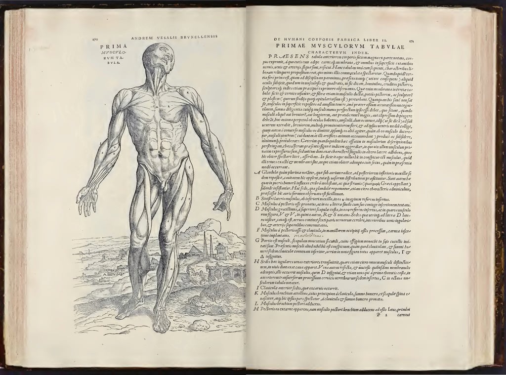 Jan Steven van Calcar, Muscle figure, (detail) from Andreas Vesalius, De humani corporis fabrica libri septem (1543), page. 170–171. Courtesy of the Getty Research Institute.