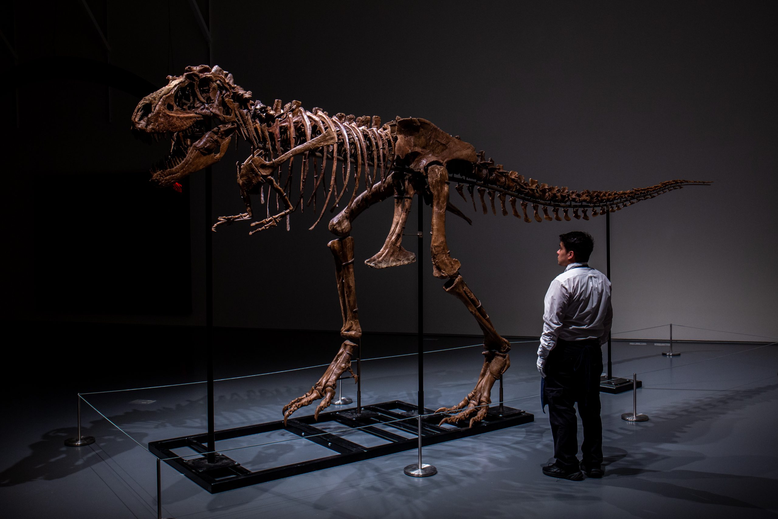 Dino-mania Shows No Sign of Extinction as Sotheby's Offers a Rare  Gorgosaurus Skeleton Estimated up to $8 Million