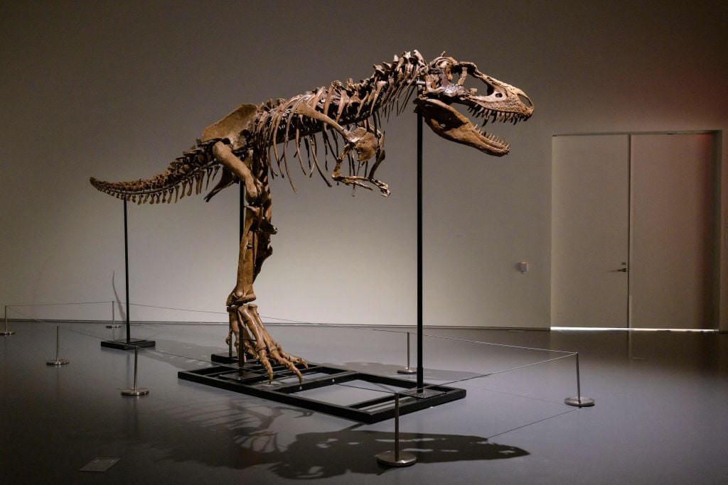 They Are Thieves of Time': Dismayed Paleontologists Speak Out Against the  Booming Market for Dinosaur Skeletons