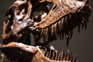 Dino-mania Shows No Sign of Extinction as Sotheby's Offers a Rare ...